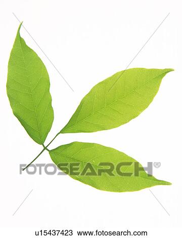 Three Leaves on Stem, High Angle View, Close Up View Large Photo Image Stock Image - Three Leaves on Stem, High Angle View, Close Up. Fotosearch