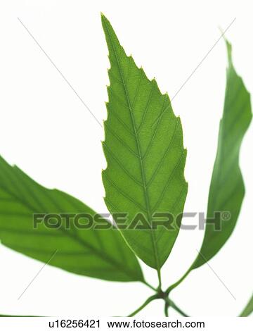 Three Leaves on Stem, High Angle View, Close Up, Differential Focus, In Focus, Out Focus View Large Photo Image Stock Image - Three Leaves on Stem, High Angle View, Close Up, Differential Focus, In Focus, Out Focus. Fotosearch