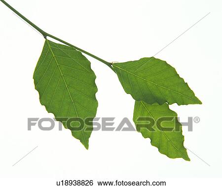 Stock Photograph - Three Leaves on Stem, High Angle View, Close Up. Fotosearch