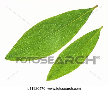 Stock Image - Two Green Leaves, Close Up, High Angle View. Fotosearch
