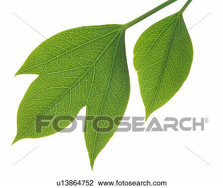 Stock Image - Two Green Leaves, Close Up, High Angle View. Fotosearch
