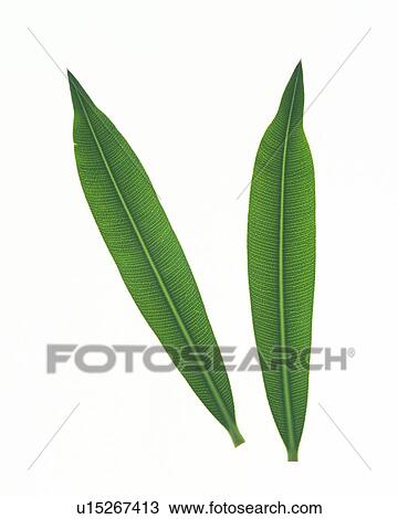 Stock Image - Two Green Leaves, Close Up, High Angle View. Fotosearch