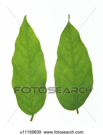 Two Green Leaves, Close Up, High Angle View View Large Photo Image Stock Photo - Two Green Leaves, Close Up, High Angle View. Fotosearch