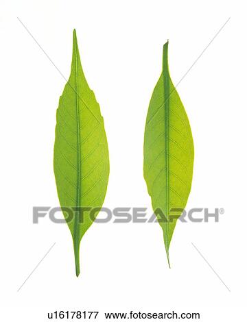 Stock Photo - Two Green Leaves, Close Up, High Angle View. Fotosearch