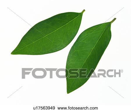 Stock Photo - Two Green Leaves, Close Up, High Angle View. Fotosearch
