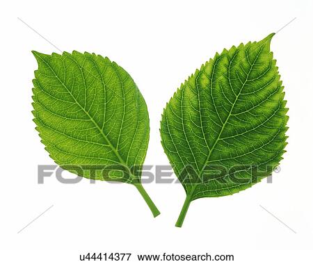 Stock Photo - Two Green Leaves, Close Up, High Angle View. Fotosearch