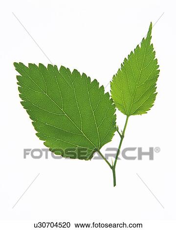 Stock Image - Two Leaves on Cut Stem, High Angle View, Close Up. Fotosearch