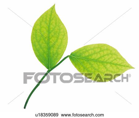 Stock Photo - Two Leaves on Stem, High Angle View, Close Up. Fotosearch
