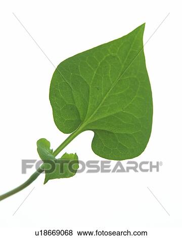 Stock Photo - Two Leaves on Stem, High Angle View, Close Up. Fotosearch