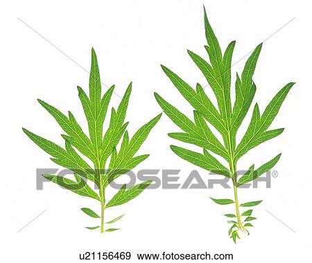 Stock Photo - Two Stemmed Leaves, High Angle View, Close Up. Fotosearch