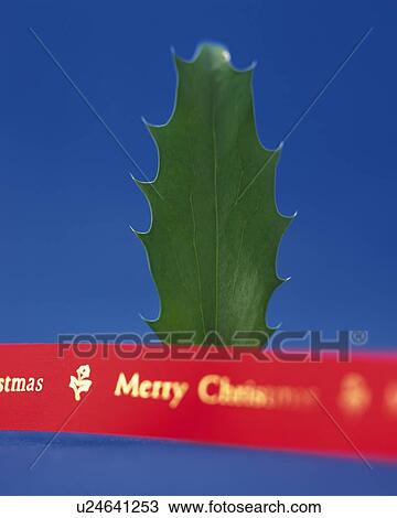 Holly and Red Ribbon, Close Up, Front View, Differential Focus, In Focus, Out Focus View Large Photo Image Stock Image - Holly and Red Ribbon, Close Up, Front View, Differential Focus, In Focus, Out Focus. Fotosearch
