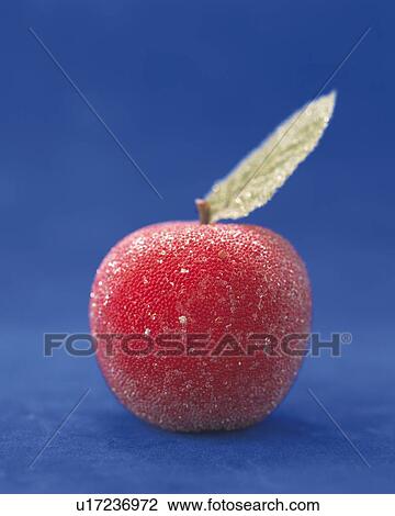 Ornament of Apple, Front View, Close Up, Differential Focus, In Focus, Out Focus View Large Photo Image Stock Image - Ornament of Apple, Front View, Close Up, Differential Focus, In Focus, Out Focus. Fotosearch