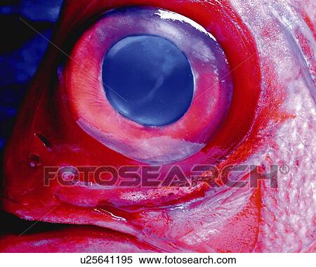 Stock Photography - Alfonsin, Close Up. Fotosearch