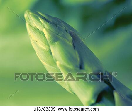 Stock Photo - Asparagus, Close Up, Differential Focus, In Focus, Out Focus. Fotosearch