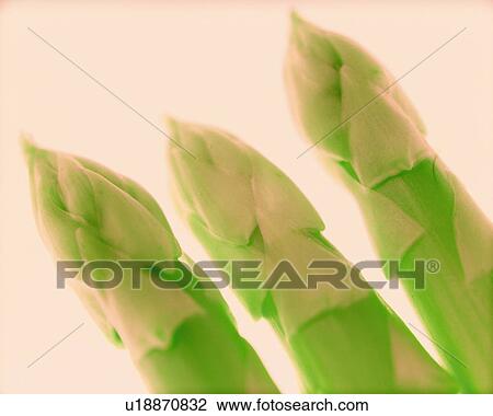 Asparagus, Close Up, Toned Image View Large Photo Image Stock Image - Asparagus, Close Up, Toned Image. Fotosearch