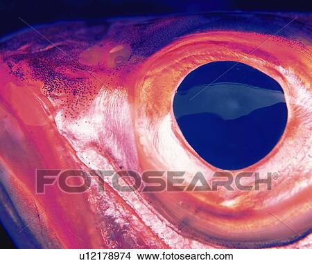 Picture - Big-Eye, Close Up, Toned Image. Fotosearch