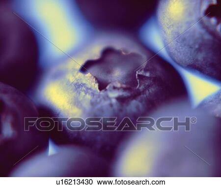 Stock Image - Blueberry, Close Up, Differential Focus, In Focus, Out Focus. Fotosearch