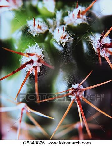 Cactus, High Angle View, Close Up, Differential Focus, In Focus, Out Focus View Large Photo Image Stock Photograph - Cactus, High Angle View, Close Up, Differential Focus, In Focus, Out Focus. Fotosearch