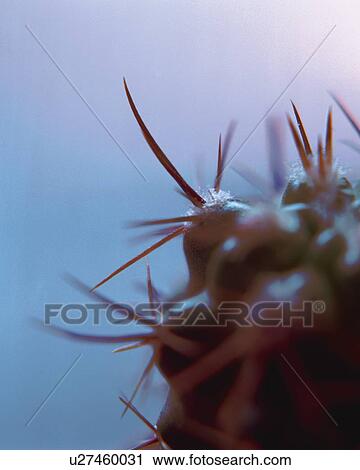 Cactus, Low Angle View, Close Up, Differential Focus, In Focus, Out Focus View Large Photo Image Stock Image - Cactus, Low Angle View, Close Up, Differential Focus, In Focus, Out Focus. Fotosearch