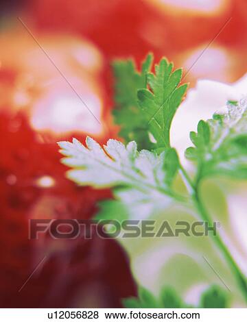 Cake, Close Up, Differential Focus, In Focus, Out Focus View Large Photo Image Stock Photo - Cake, Close Up, Differential Focus, In Focus, Out Focus. Fotosearch