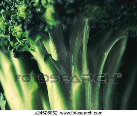 Calabrese, Close Up, Differential Focus, In Focus, Out Focus View Large Photo Image Stock Image - Calabrese, Close Up, Differential Focus, In Focus, Out Focus. Fotosearch