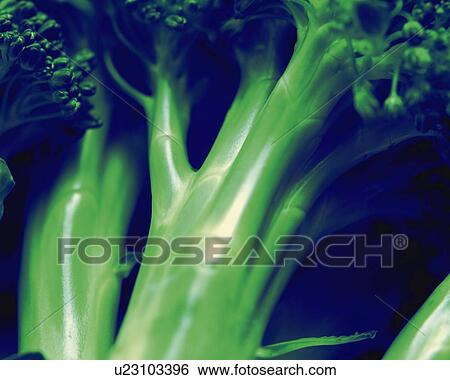 Calabrese, Close Up, Low Angle View View Large Photo Image Stock Photograph - Calabrese, Close Up, Low Angle View. Fotosearch