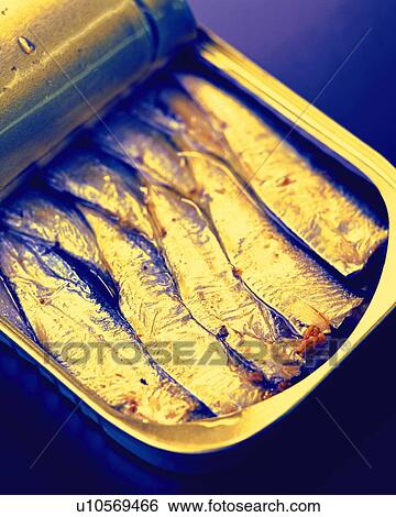 Canned Sardines, High Angle View, Close Up, View Large Photo Image Stock Photograph - Canned Sardines, High Angle View, Close Up, . Fotosearch