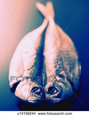 Picture - Dried Horse Mackerel, Close Up, Differential Focus, In Focus, Out Focus, Toned Image. Fotosearch
