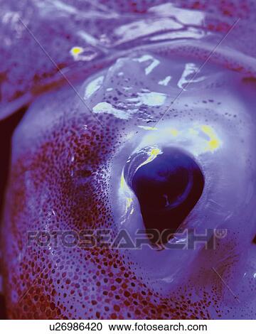 Stock Image - Eye of Squid, Close Up, Toned Image, Differential Focus, In Focus, Out Focus. Fotosearch