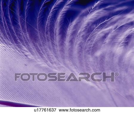 Feather, Close Up, Toned Image, Differential Focus, In Focus, Out Focus View Large Photo Image Stock Photo - Feather, Close Up, Toned Image, Differential Focus, In Focus, Out Focus. Fotosearch