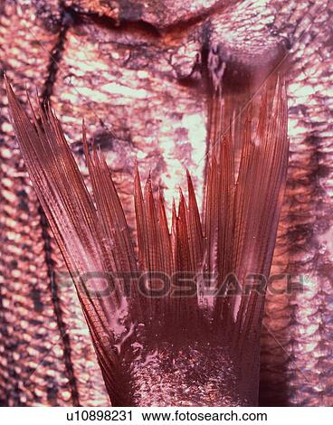 Fin of Porgy, Close Up, Toned Image, Differential Focus, In Focus, Out Focus View Large Photo Image Stock Image - Fin of Porgy, Close Up, Toned Image, Differential Focus, In Focus, Out Focus. Fotosearch