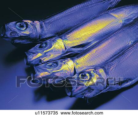 Fish Dried Whole, High Angle View, Toned Image View Large Photo Image Stock Photography - Fish Dried Whole, High Angle View, Toned Image. Fotosearch