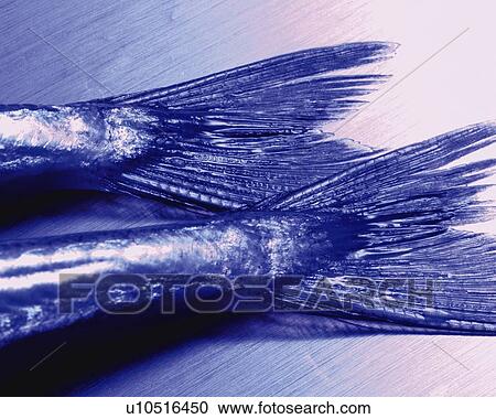 Fishtail, High Angle View, Close Up, Toned Image View Large Photo Image Stock Image - Fishtail, High Angle View, Close Up, Toned Image. Fotosearch