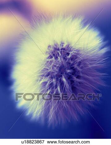 Stock Photo - Floccus, Close Up, Toned Image, Differential Focus, In Focus, Out Focus. Fotosearch