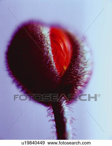 Flower Bud, Low Angle View, Close Up, Differential Focus, In Focus, Out Focus View Large Photo Image Stock Photo - Flower Bud, Low Angle View, Close Up, Differential Focus, In Focus, Out Focus. Fotosearch