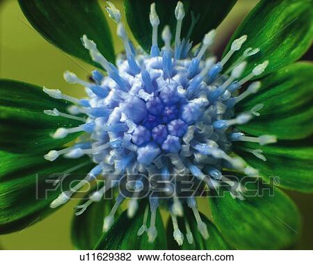 Stock Image - Flower, High Angle View, Close Up, Differential Focus, In Focus, Out Focus. Fotosearch