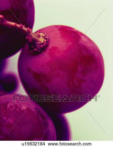 Grape, Close Up, Differential Focus, In Focus, Out Focus View Large Photo Image Picture - Grape, Close Up, Differential Focus, In Focus, Out Focus. Fotosearch