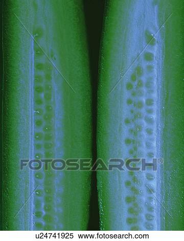 Stock Photography - Half Cut Cucumber, High Angle View, Close Up. Fotosearch