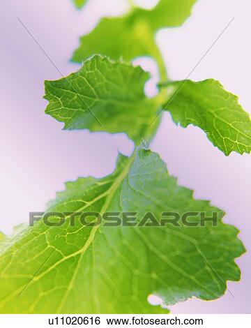 Stock Photograph - Herb, Close Up, Differential Focus, In Focus, Out Focus. Fotosearch