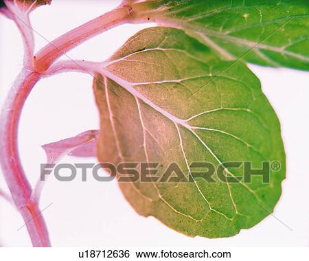 Herb, Close Up View Large Photo Image Stock Photograph - Herb, Close Up. Fotosearch