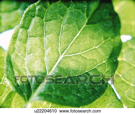 Herb, High Angle View, Close Up View Large Photo Image Stock Image - Herb, High Angle View, Close Up. Fotosearch