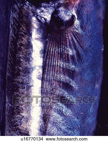 Horse Mackerel, Close Up, Toned Image, View Large Photo Image Picture - Horse Mackerel, Close Up, Toned Image,. Fotosearch