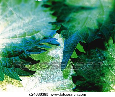 Stock Photography - Japanese Basil, Close Up, High Angle View, Differential Focus, In Focus, Out Focus. Fotosearch