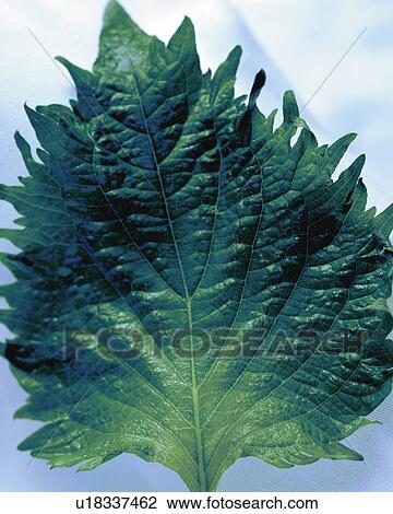 Japanese Basil, High Angle View, Close Up View Large Photo Image Stock Image - Japanese Basil, High Angle View, Close Up. Fotosearch