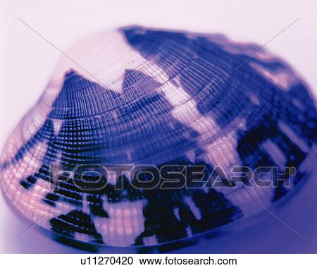 Japanese Littleneck, High Angle View, Close Up, Toned Image, Differential Focus, In Focus, Out Focus View Large Photo Image Stock Image - Japanese Littleneck, High Angle View, Close Up, Toned Image, Differential Focus, In Focus, Out Focus. Fotosearch