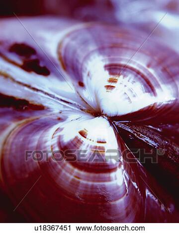 Japanese Littleneck, High Angle View, Close Up, Toned Image, Differential Focus, In Focus, Out Focus View Large Photo Image Stock Image - Japanese Littleneck, High Angle View, Close Up, Toned Image, Differential Focus, In Focus, Out Focus. Fotosearch