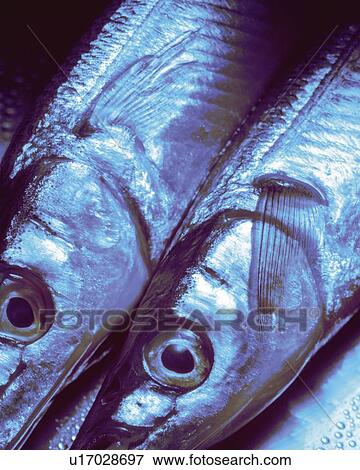 Japanese Needlefish, High Angle View, Close Up, Toned Image View Large Photo Image Stock Photo - Japanese Needlefish, High Angle View, Close Up, Toned Image. Fotosearch