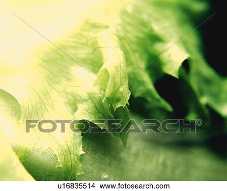 Picture - Lettuce, Close Up, Differential Focus, In Focus, Out Focus. Fotosearch
