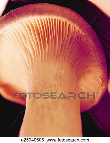 Mushroom, Low Angle View, Close Up, Differential Focus, In Focus, Out Focus View Large Photo Image Stock Photograph - Mushroom, Low Angle View, Close Up, Differential Focus, In Focus, Out Focus. Fotosearch