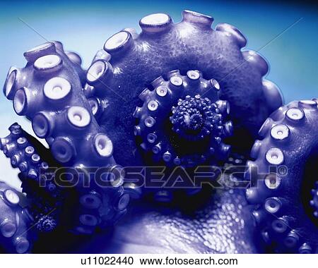 Stock Image - Octopus, Close Up. Fotosearch